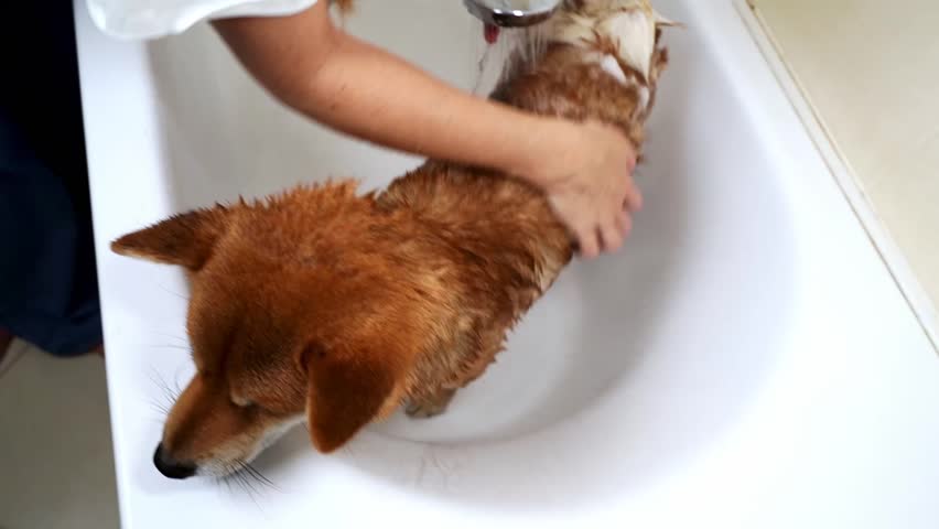 The dog takes a shower after a walk