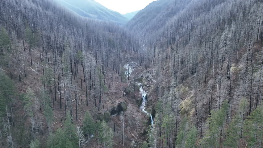 Damage from a 2017 forest fire is still evident in the standing trees surrounding Tanner Creek in the Columbia River Gorge, Oregon. The Eagle Creek fire burned over 50,000 acres over several months.
