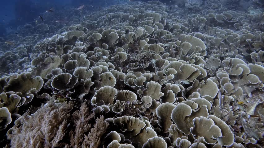 Seeming endless field of Lettuce Leaf hard coral at Melissa's Garden in Raja Ampat
