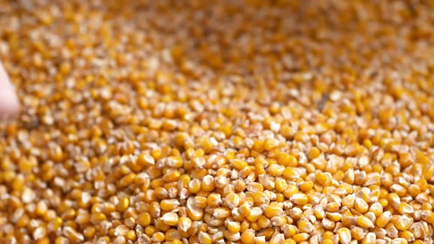 Farmer's hands holding corn farmer harvest cereal plant, lifestyle agriculture farm of grain millet from farmers hands, SLO MO CU SELECTIVE FOCUS