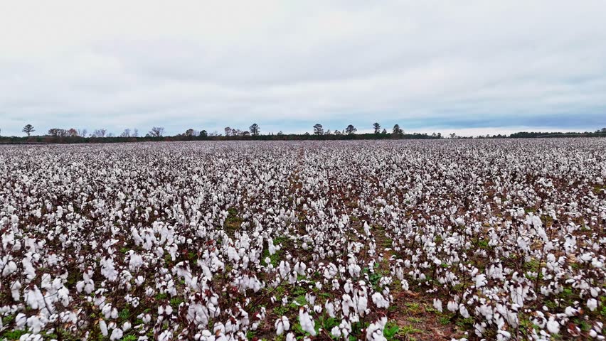Slow drone fly-over of a large cotton field in Columbia, South Carolina.