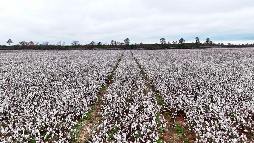 Slow drone fly-over of a cotton field in Columbia, South Carolina.