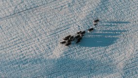 A drone tracks a group of cows as they walk across a snow-blanketed field in South Georgia. Captured during a rare snowfall event, showcasing a serene rural winter landscape. - Powered by Shutterstock - Get 15% off with code: PIKWIZARD15