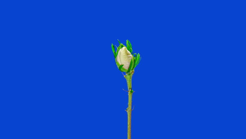 Time Lapse Footage of White Syrian Hibiscus Syriacus Flower Growing Blossom from Bud to Full Blossom on a Blue Background. Copy Space