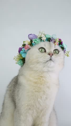 Cute cat with floral crown strikes poses against neutral background