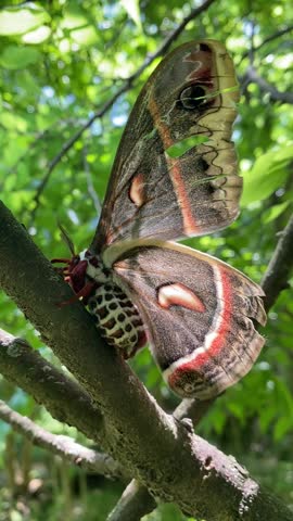 Giant cecropia moth stretches its wings 