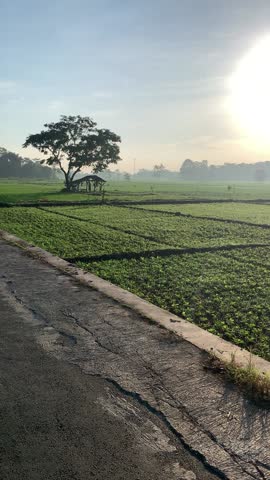 Ricefield in the morning.
A perfect view for a morning person.