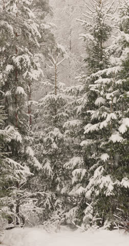 The heavy snowfall in a wild park, winter fairy tale in the pine forest, snow-covered tree branches, large flakes of snow are slowly falling, nobody, snow storm, blizzard