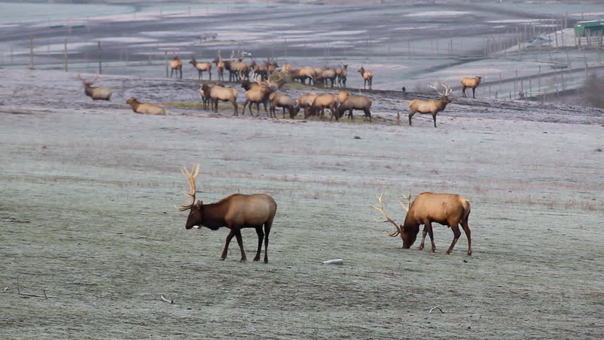 Elk on an elk farm in Idaho