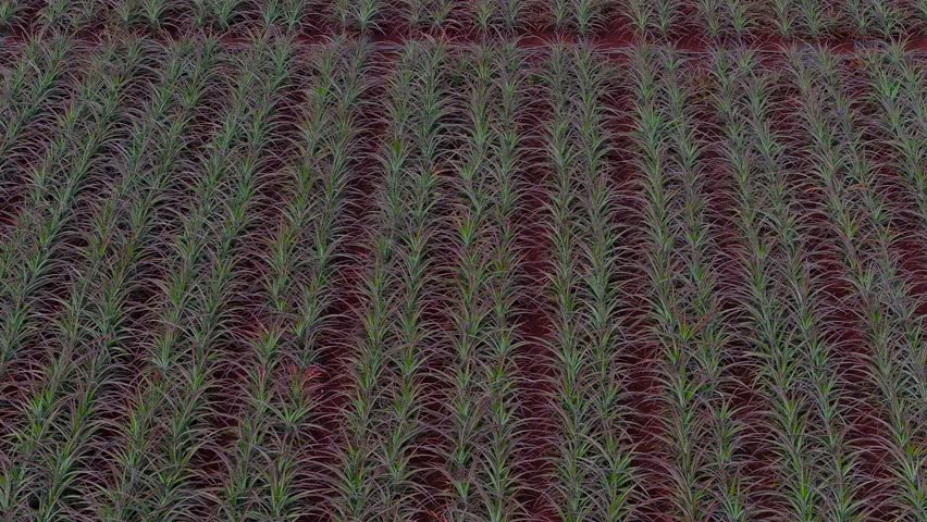 Sweeping aerial pan of the Dole pineapple plantation on Oahu island, Hawaii, with rows of plants, red soil, dirt paths, and wind turbines in the background.