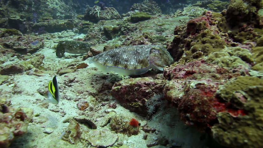 Cuttlefish underwater in tropical water marine life