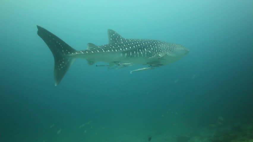 whale shark underwater swimming