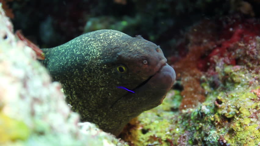 Underwater eel in Tropical Caribbean sea