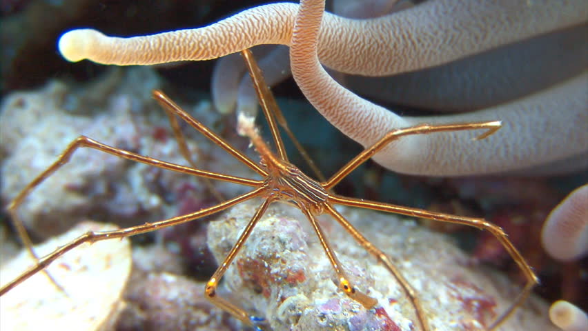 underwater spider crab marine life