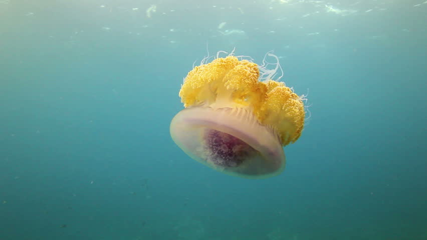 Jellyfish underwater in the Andaman sea