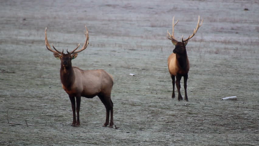 Bull elks on an elk farm in Idaho
