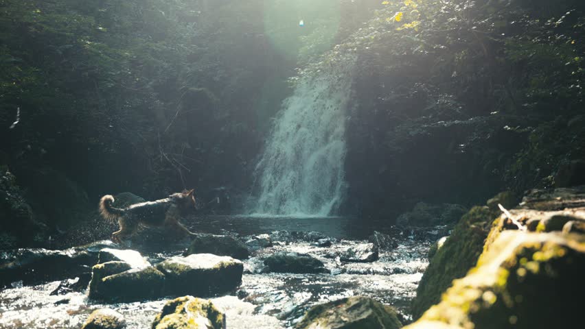 Dog runs through river and looks at waterfall in slow motion.