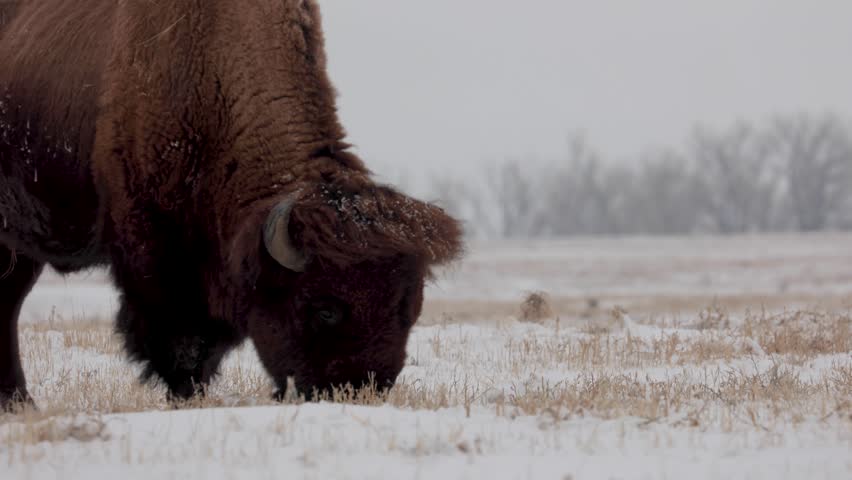 Bison Grazing on Open Prairie in Colorado, Wildlife Surviving in Winter Storm