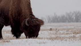 Bison Grazing on Open Prairie in Colorado, Wildlife Surviving in Winter Storm - Powered by Shutterstock - Get 15% off with code: PIKWIZARD15