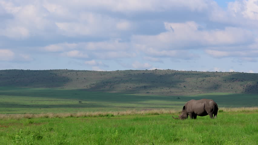Endangered white rhino grazing on fresh grass in vast field of game reserve