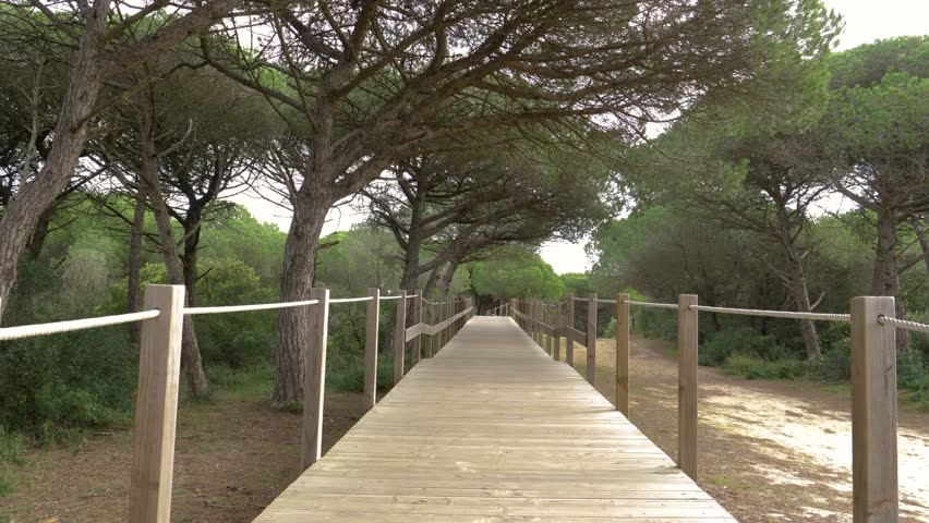 Protected National Forest Wooden Walkway, Caparica