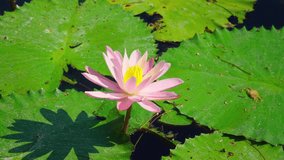 A beautiful pink water lily blooming on a serene pond, surrounded by large green lily pads. The sunlight reflects off the water, creating a tranquil atmosphere. - Powered by Shutterstock - Get 15% off with code: PIKWIZARD15
