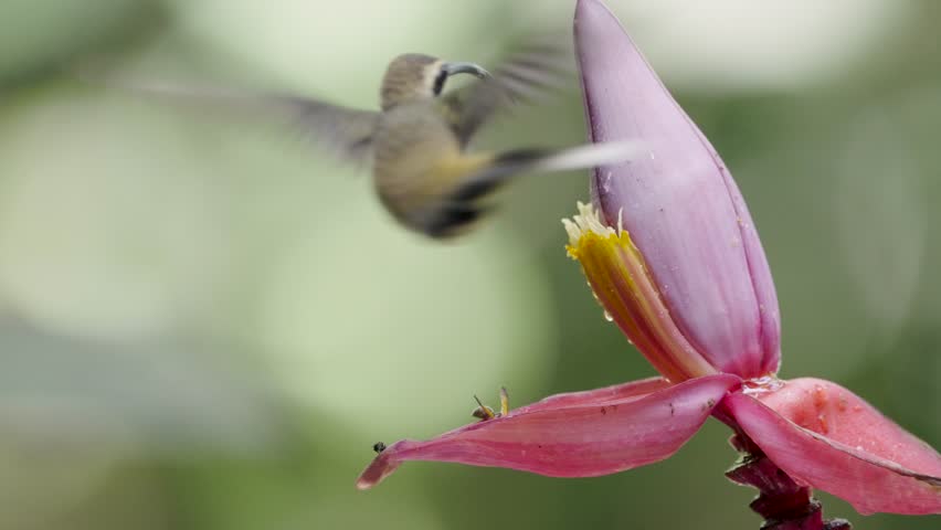 Amazing capture of a Long-billed Hermit hummingbird hovering near a pink banana flower, feeding on nectar against blurred tropical foliage. Extreme slow-motion closeup.