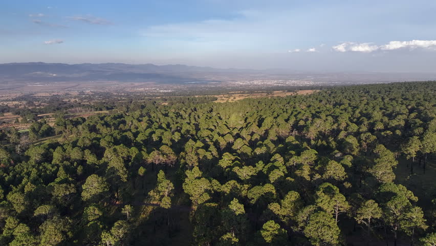 A lush green pine forest near tlaxcala, mexico, under a clear sky, aerial view