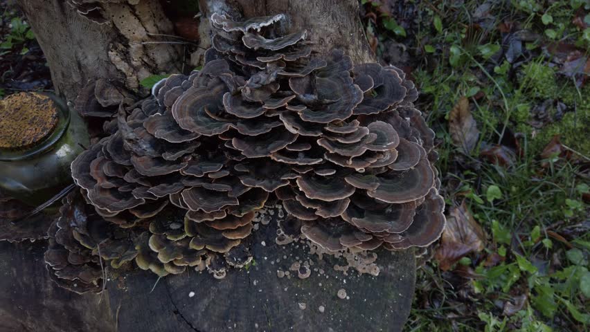 Turkey tail mushrooms - trametes versicolor - thrive on a tree stump, their intricate patterns creating a natural spectacle, next to a small jar containing an unidentified substance