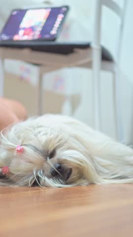 Shih Tzu dog sleeping and resting on the house floor. Vertical video.