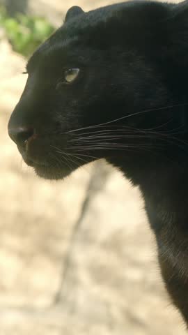 Black panther sitting majestically on a wooden beam