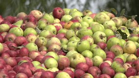 A pile of rotten overripe apples in the garden. Broken green apples. Freshly picked summer apples, very tasty. 
 - Powered by Shutterstock - Get 15% off with code: PIKWIZARD15