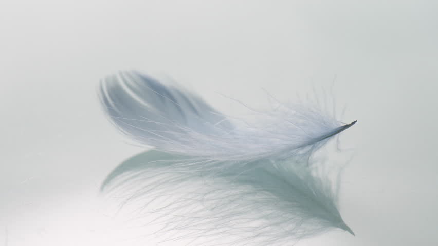 Macro shot of feather on glass surface. Closeup view of feather swaying in wind and flying away.