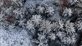 winter forest with snow-covered evergreen trees, frosted treetops, and scattered branches. Winter landscape - Powered by Shutterstock - Get 15% off with code: PIKWIZARD15