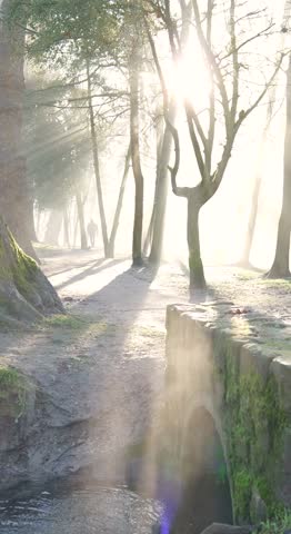 Soleil, brouillard, ruisseau, eau, foret, parc, park
 arbre, golden hour, contre jour, fog,  forest, tree, morning, golden hour, yerres,
cold, foggy forest, foggy landscape, fog, brume, mist, blurred,