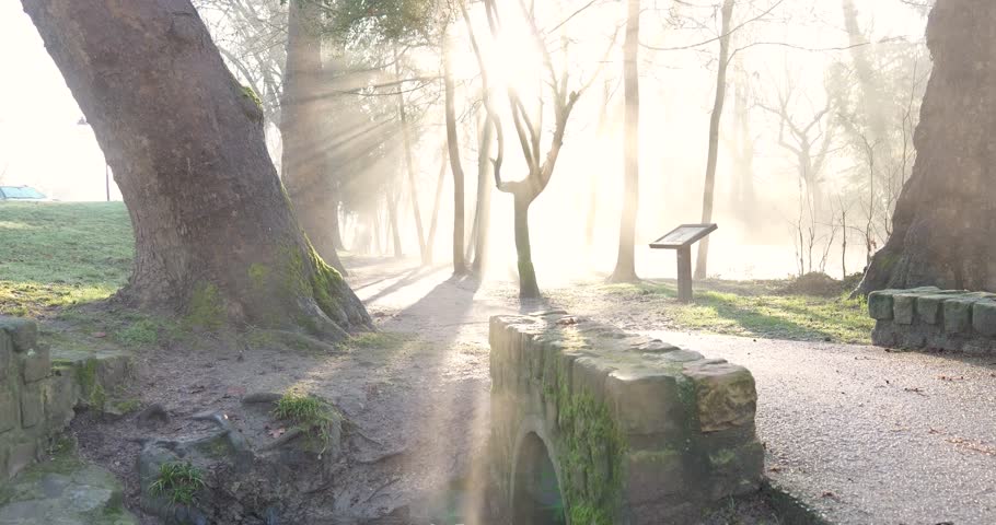 Soleil, brouillard, ruisseau, eau, foret, parc, park
 arbre, golden hour, contre jour, fog,  forest, tree, morning, golden hour, Yerres,
cold, foggy forest, foggy landscape, fog, brume, mist, blurre