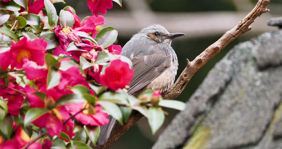 Selective focus footage of brown-eared bulbul bird perching on colorful camellia tree in a park