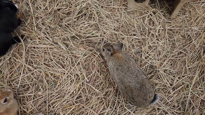 A rabbit walking in front of a wooden house.