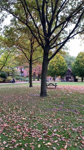 Autumn leaves falling in park with picnic tables and trees during daylight.