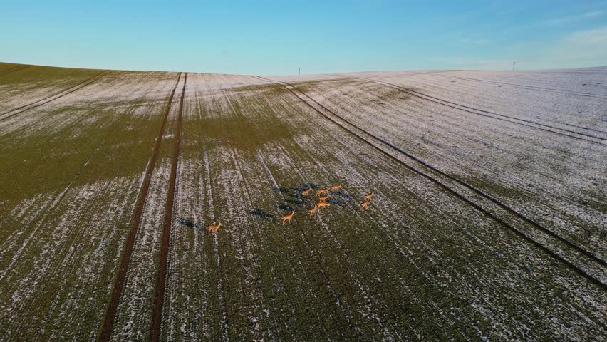 Herd of deer on green snowy meadow at sunset with warm sun rays, long shadows, and clear blue sky – scenic winter landscape