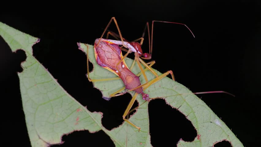 A pair of bug mating on a leaf