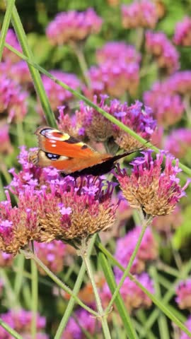 European Peacock butterfly (Aglais io, Inachis io) feeds on buddleia