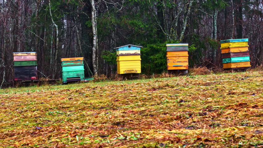 Apiculture bee hive beehive beekeeping in field next to forest, autumn season