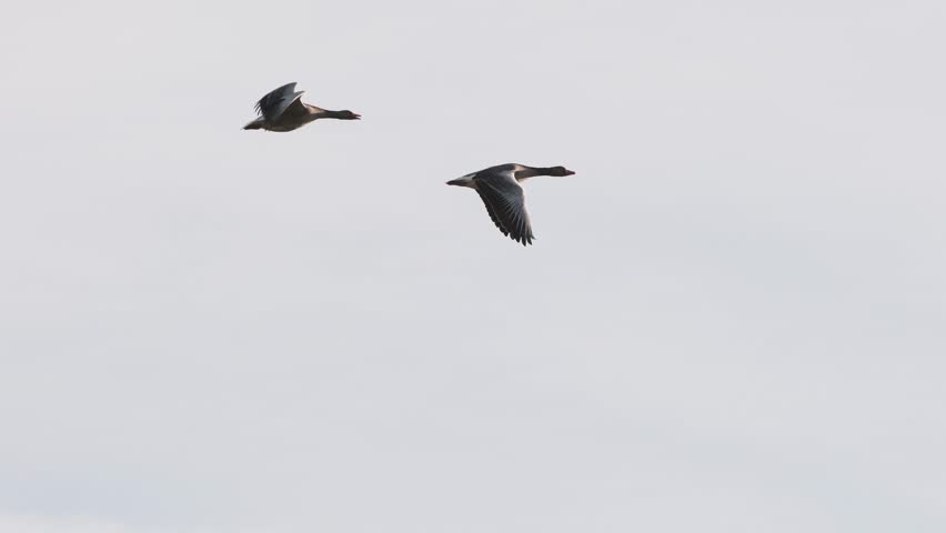 Two wild geese flying under a blue sky at sunset