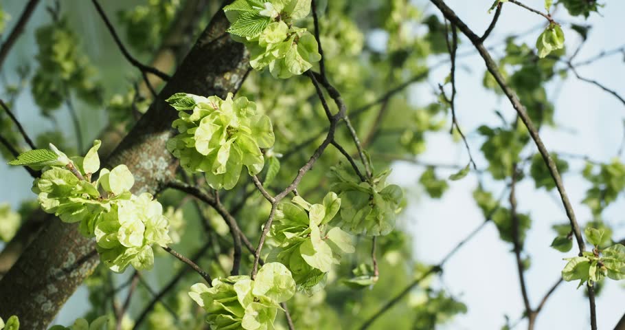 (Ulmus minor) Field elm or smooth-leaved elm tree - Hanging branchlets bearing winged fruits or samaras containing seeds light red in the center and lime-green-yellow on the edge, in late spring