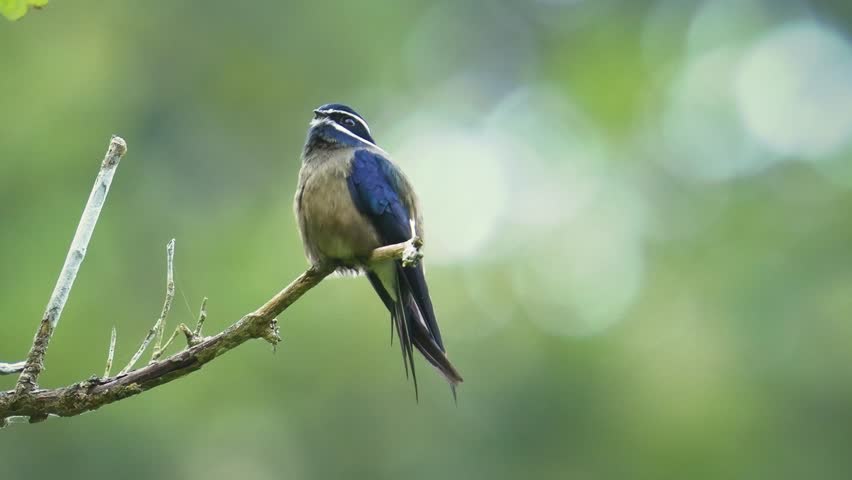 Whiskered treeswift Hemiprocne comata bird in Hemiprocnidae, found in Brunei, Indonesia, Malaysia, Myanmar, Philippines, Singapore and Thailand, beautiful colored swift on the wire.