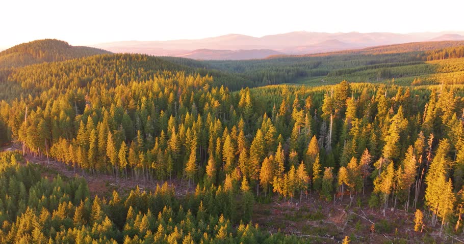 Multnomah County Oregon Logging And Timber Land Aerial Drone Views