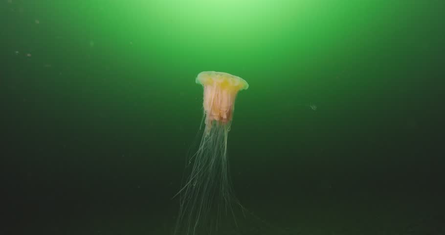 Underwater 60fps Footage of lions mane Jellyfish in Ocean Waters