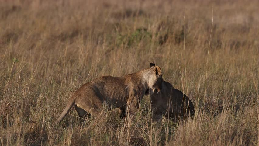 Lions hunting in Africa on Safari