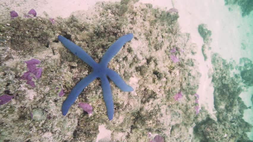 Blue starfish on coral rocks on Cook Island
